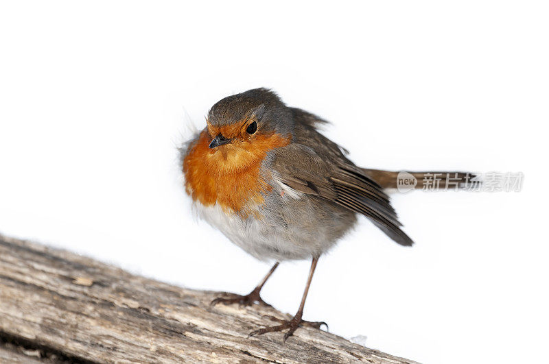 白底知更鸟(Erithacus rubecula)